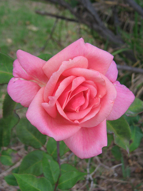 Lorraine Lee rose. Photo: Eric Timewell, CC BY-SA 3.0, via Wikimedia Commons