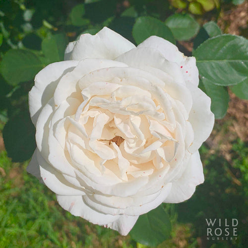 The Wedding Rose — photo courtesy Wild Rose Nursery
