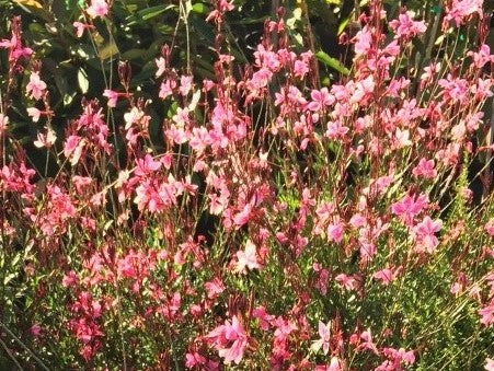 Gaura Belleza Light Pink (140mm pot)