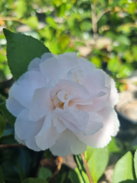 Camellia sasanqua Snow - 140 mm Pot