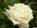 White Maman Cochet