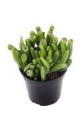 Crassula Gollum - 170 mm Pot