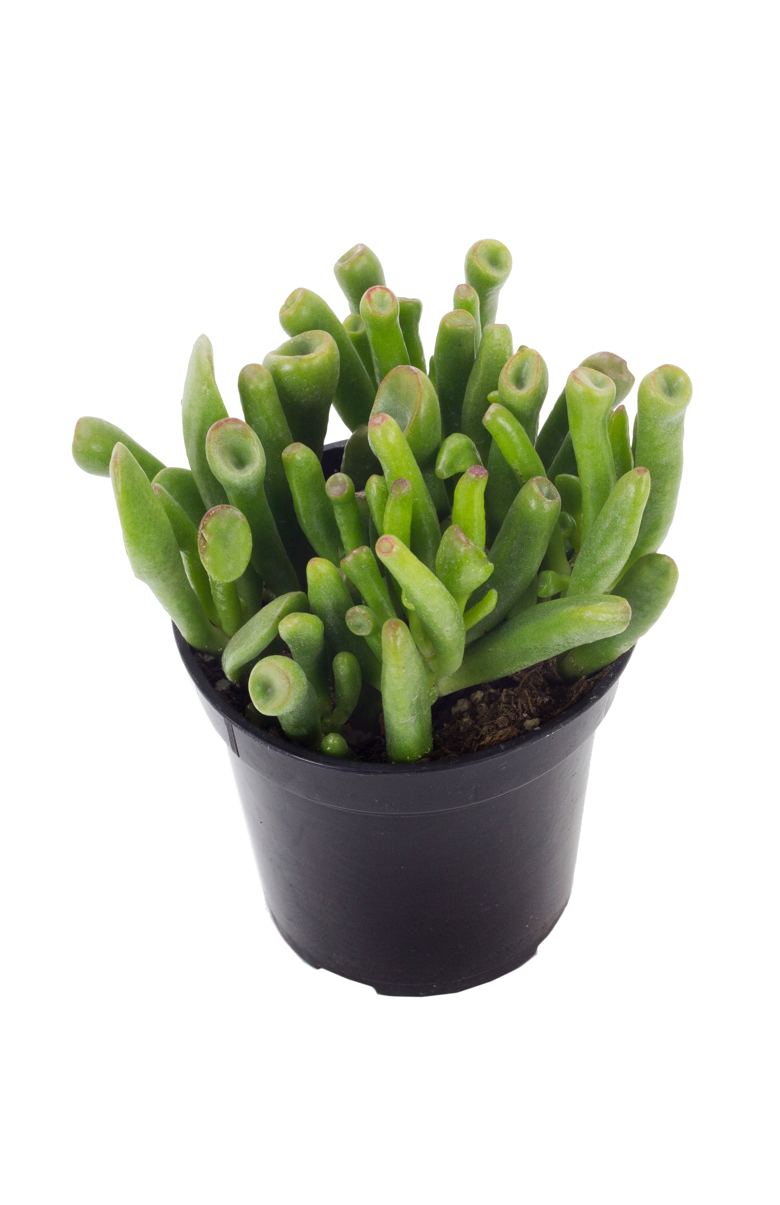 Crassula Gollum - 170 mm Pot