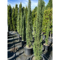 Cupressus sempervirens Glauca - 300 mm Pot