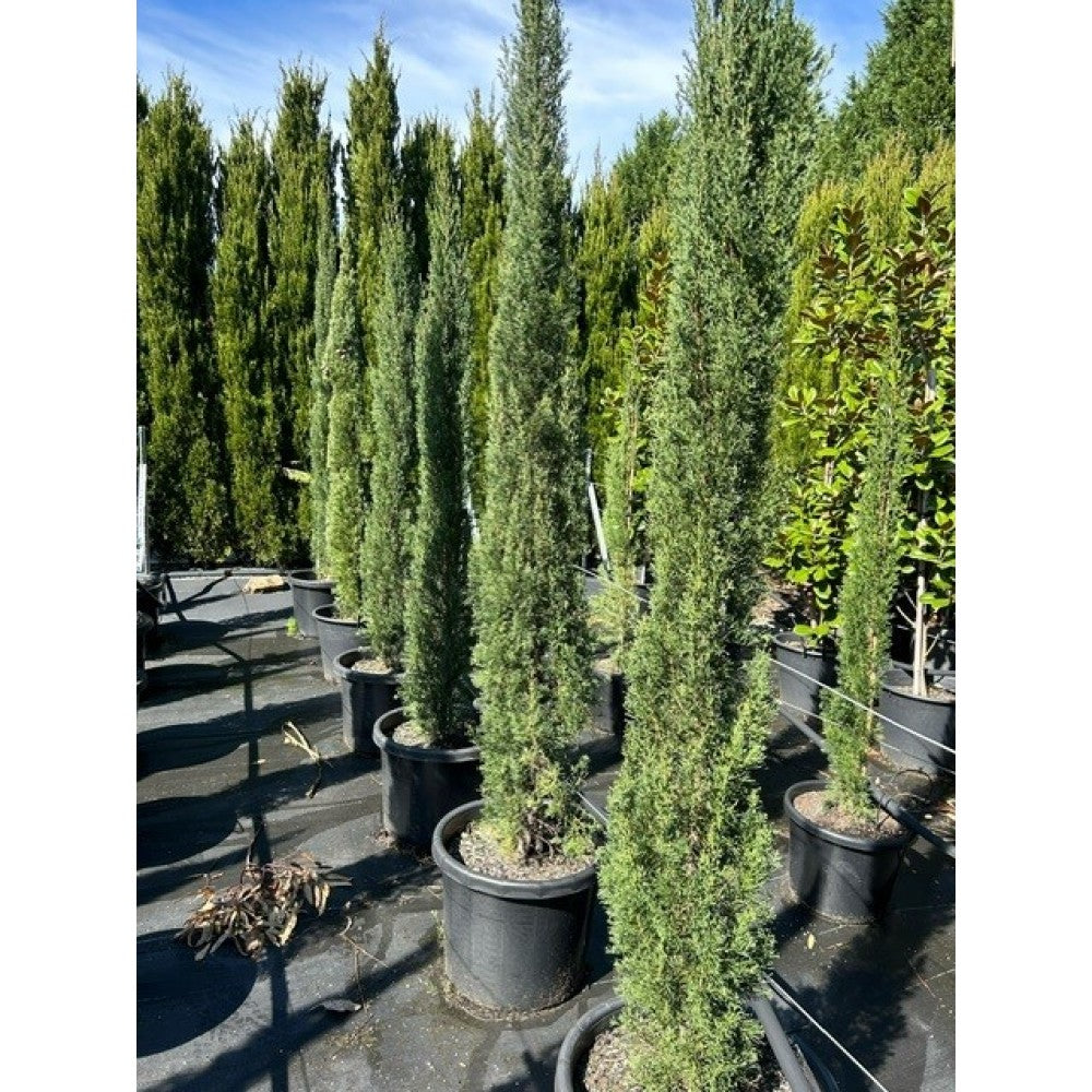 Cupressus sempervirens Glauca - 300 mm Pot