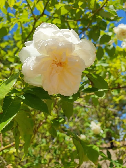 Yallum Park Cream