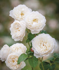 Desdemona — 3ft Standard Rose