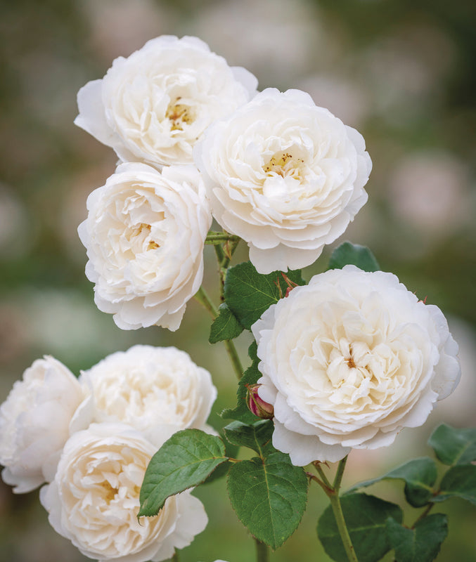 Desdemona — 3ft Standard Rose