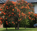 Corymbia ficifolia Dwarf Orange Grafted - 200 mm Pot
