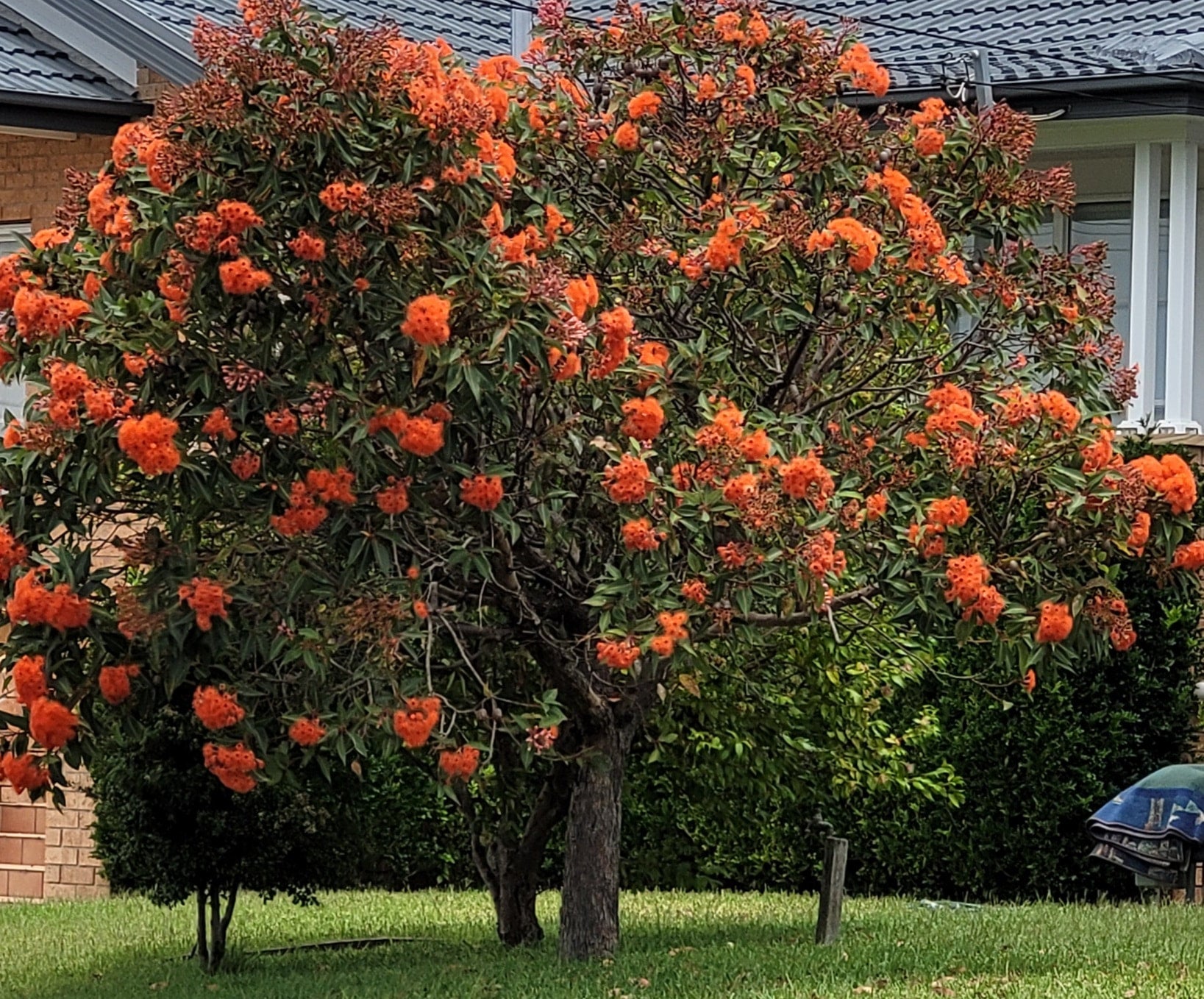 Corymbia ficifolia Dwarf Orange Grafted - 200 mm Pot