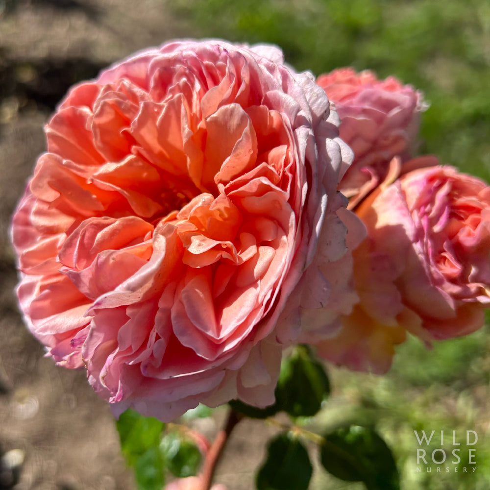 Abraham Darby Bare Root Rose