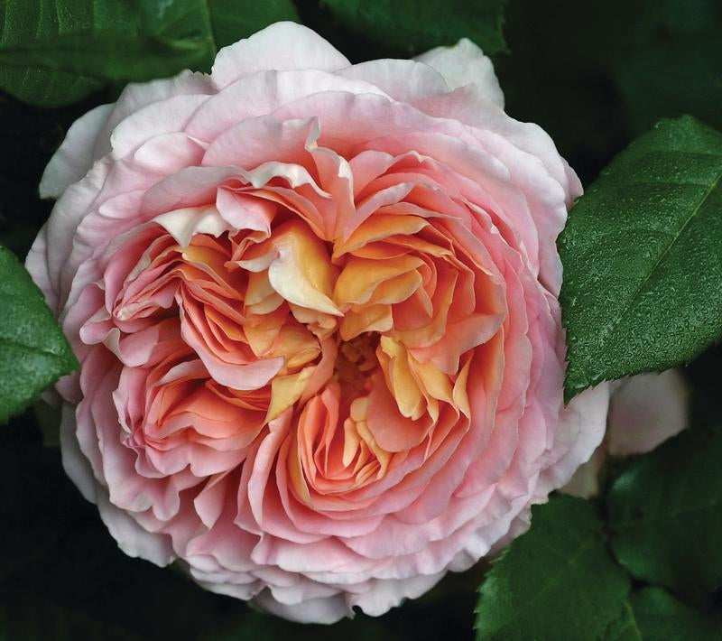Abraham Darby (SHRUB ROSE) - David Austin