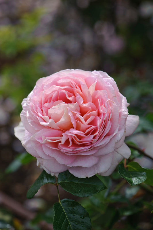 Abraham Darby (SHRUB ROSE) - David Austin