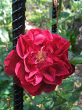 Black Boy rose. Photo: Eric Timewell, CC BY-SA 3.0, via Wikimedia Commons