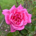 Bon Silène