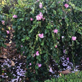 Camellia sasanqua Marge Miller Standards - 200 mm Pot