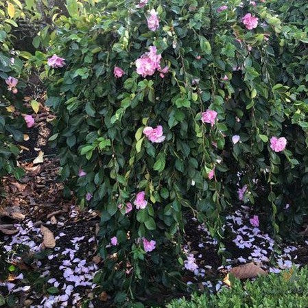 Camellia sasanqua Marge Miller Standards - 200 mm Pot