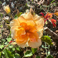 Crépuscule Bare Root Rose
