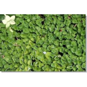 Dichondra repens - 140 mm Pot