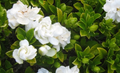 Gardenia augusta Florida - 140 mm Pot