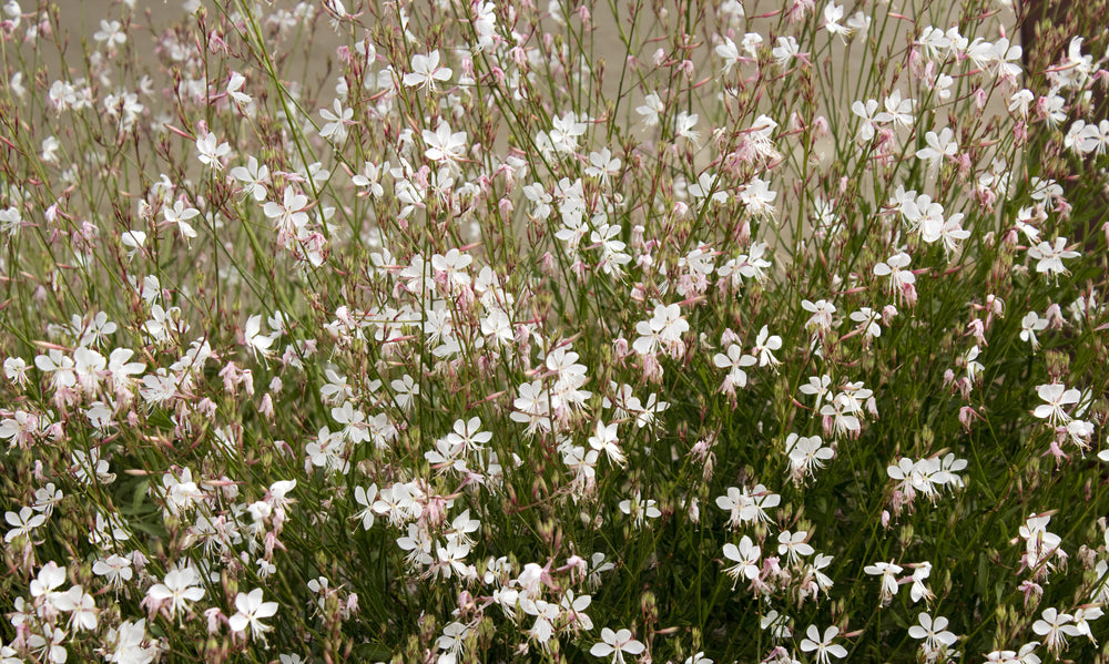Gaura Lillipop Soda Pop - White (180mm pot)