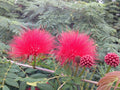 Calliandra Red Pom Pom - 70 mm Pot