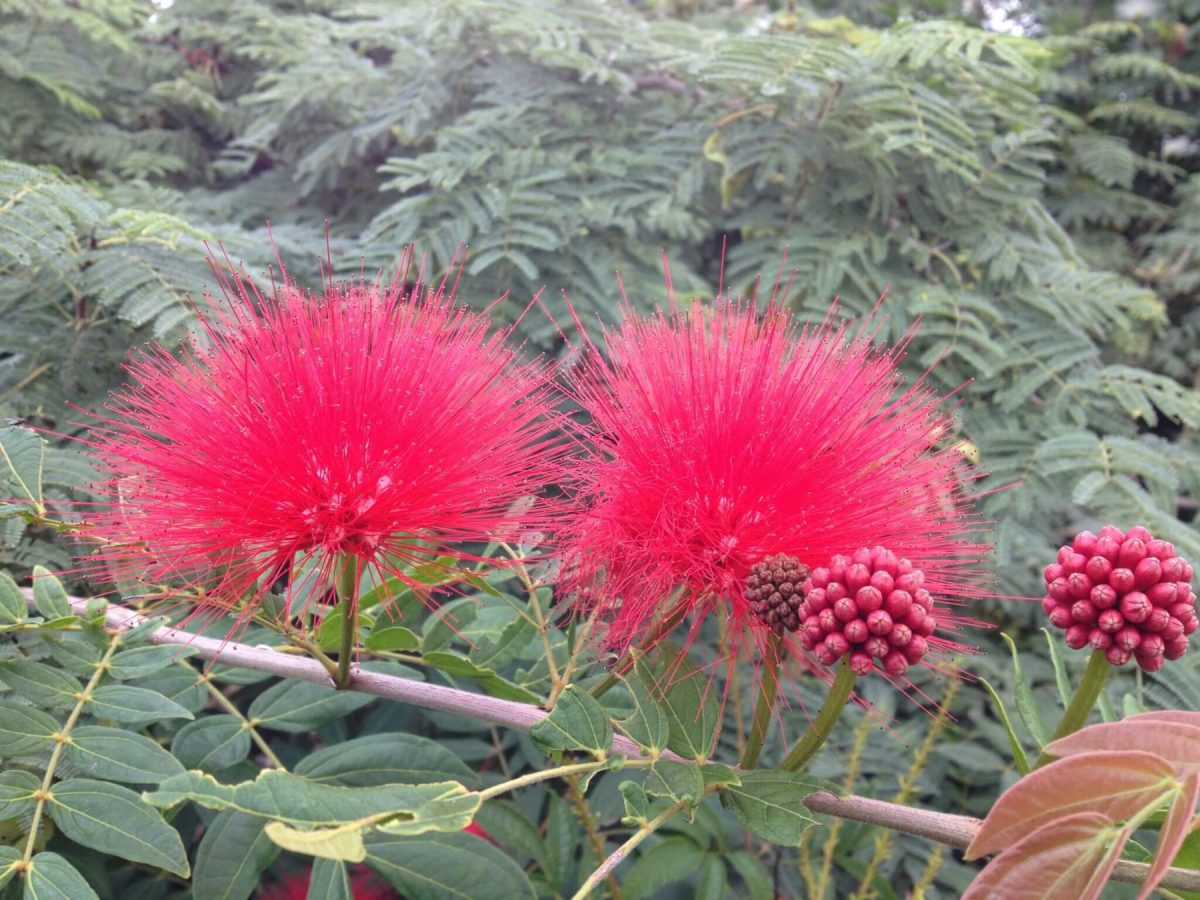 Calliandra Red Pom Pom - 200 mm Pot