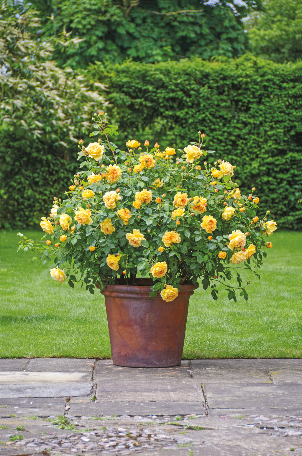 Golden Celebration (SHRUB ROSE) - David Austin