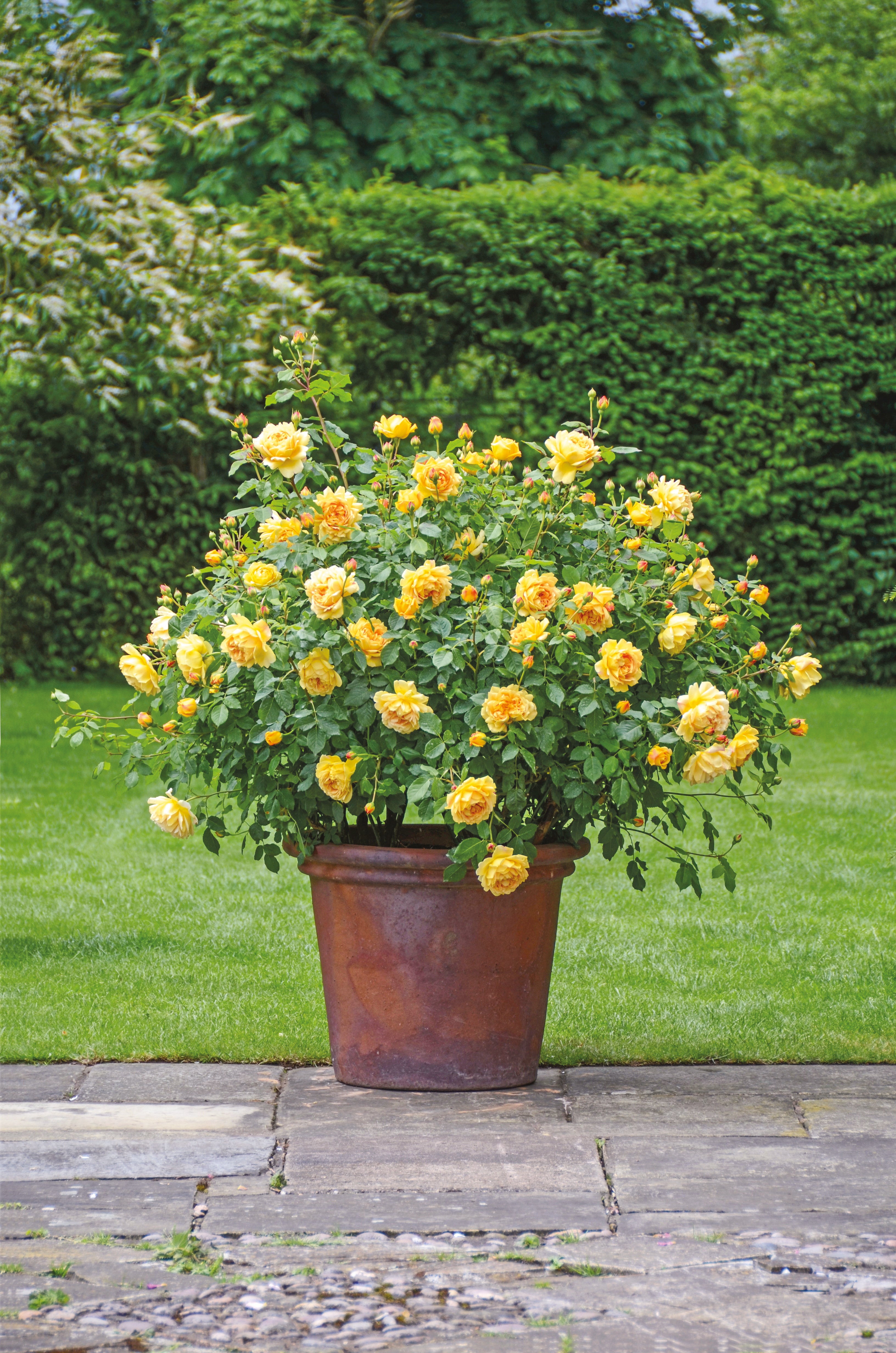 Golden Celebration (SHRUB ROSE) - David Austin