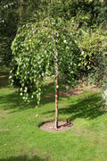 Betula nigra Summer Cascade - 400 mm Pot