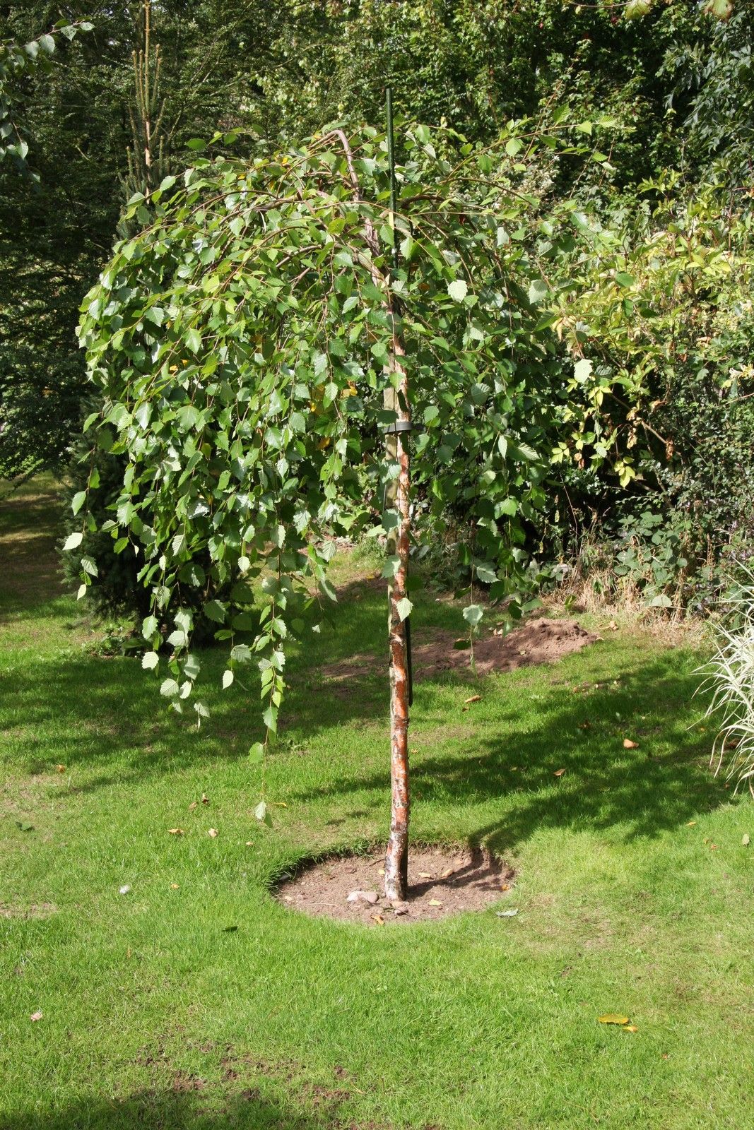 Betula nigra Summer Cascade - 400 mm Pot