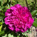 Hollyhocker