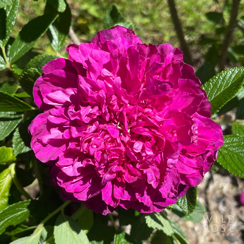 Hollyhocker