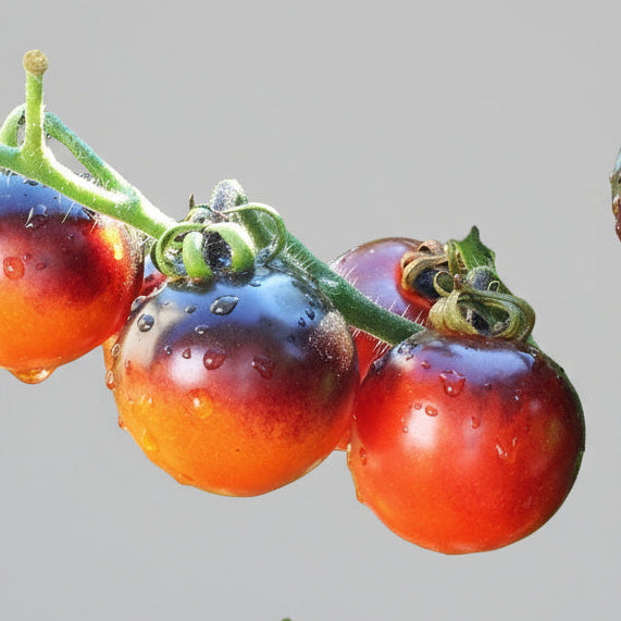 Tomato- Indigo Rose (100mm pot)