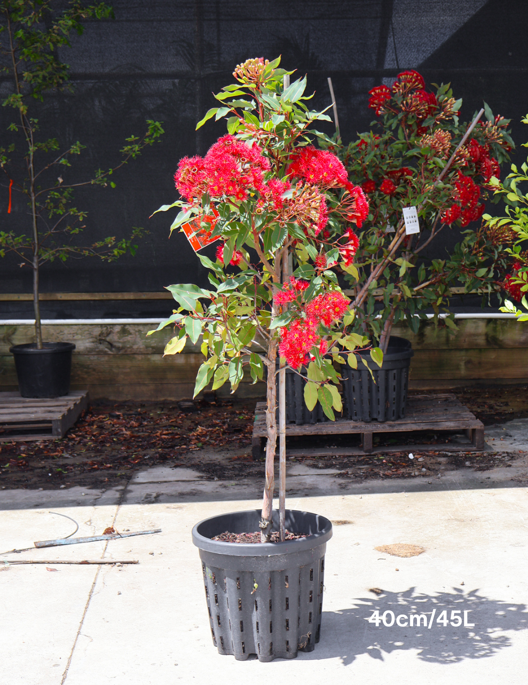 Corymbia ficifolia Wildfire - 200 mm Pot
