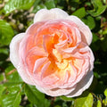 Jean Galbraith