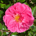 Marjory Palmer