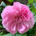 Mary Rose Bare Root Rose
