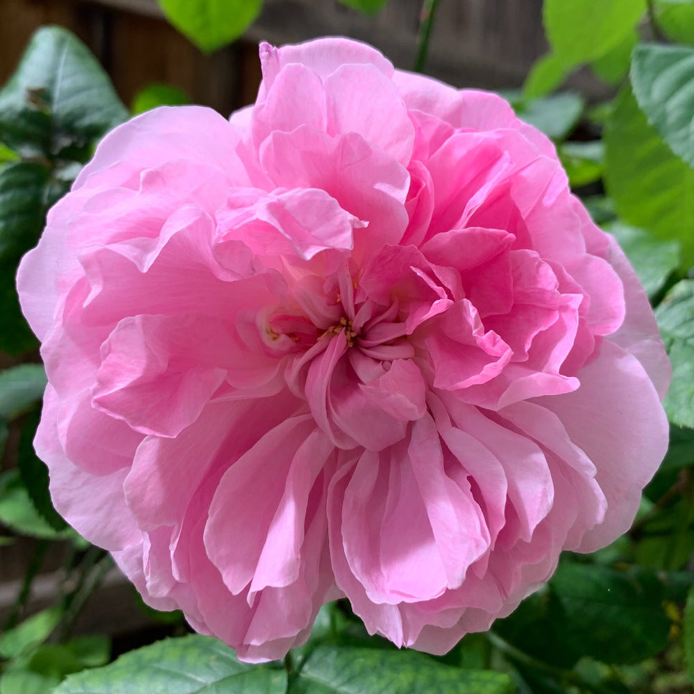 Mary Rose Bare Root Rose