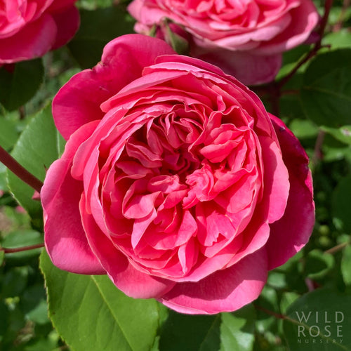 Monsieur Tillier rose — photo courtesy Wild Rose Nursery