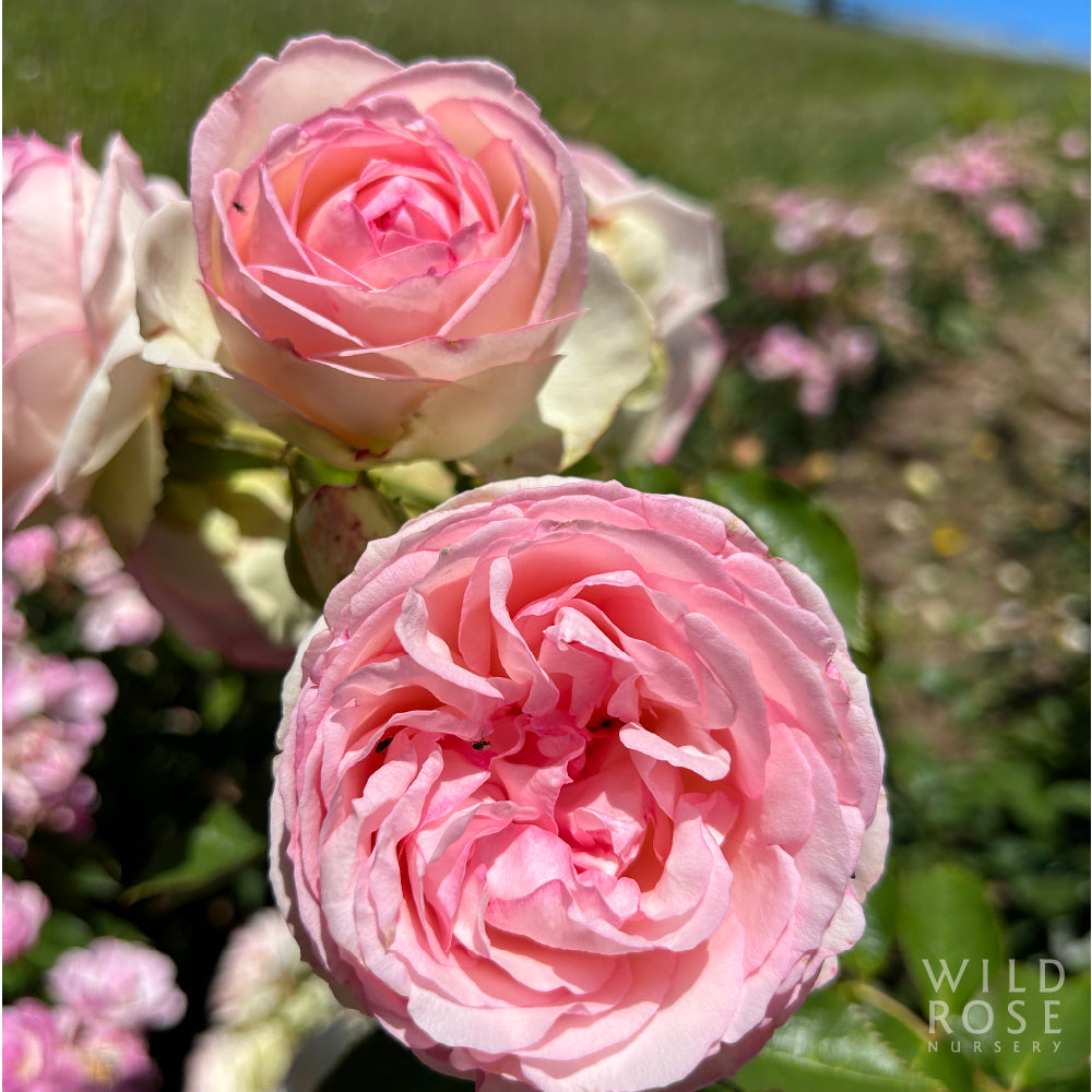 Pierre de Ronsard Bare Root Rose