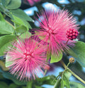 Calliandra Pink - 70 mm Pot