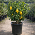 Citrus limon Eureka (Lemon) - 200 mm Pot