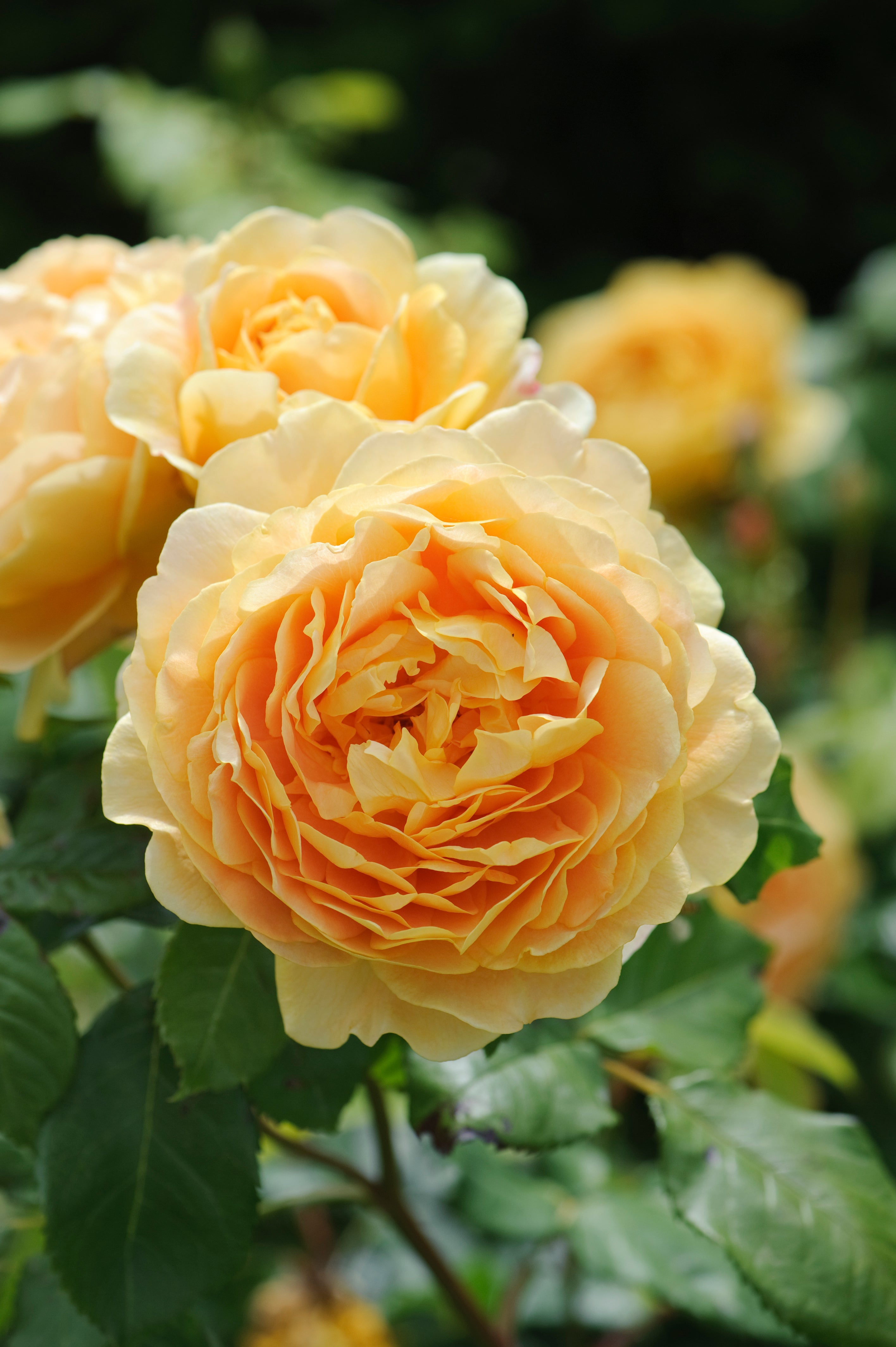Golden Celebration (SHRUB ROSE) - David Austin