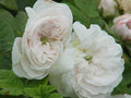 Mme Hardy rose. Photo: Kurt Stüber, CC BY-SA 3.0, via Wikimedia Commons