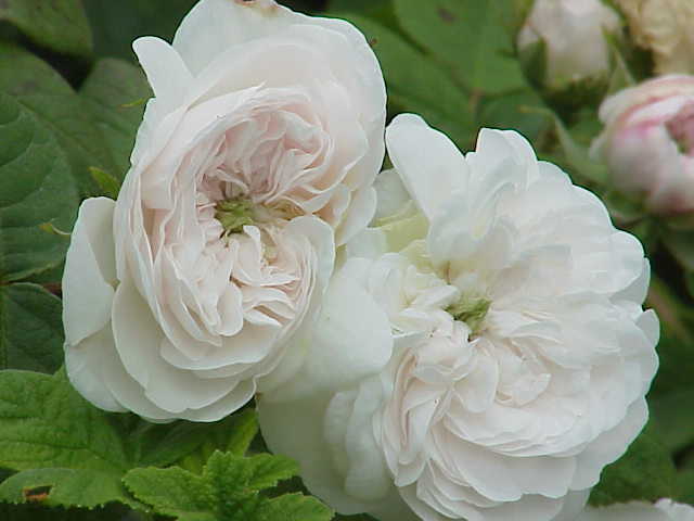 Mme Hardy rose. Photo: Kurt Stüber, CC BY-SA 3.0, via Wikimedia Commons