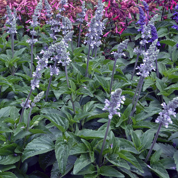 Salvia Blue Chill (180m pot)