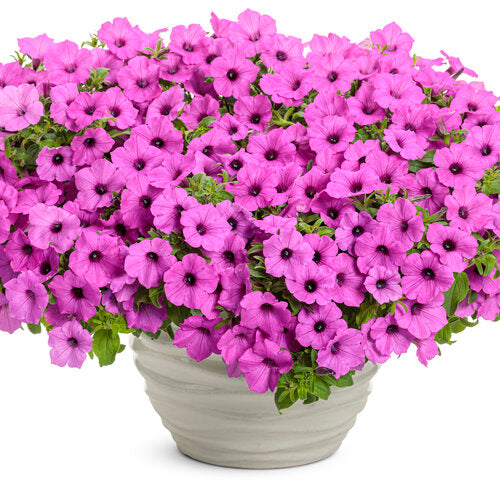 Supertunia Vista Jazzberry (140mm pot)