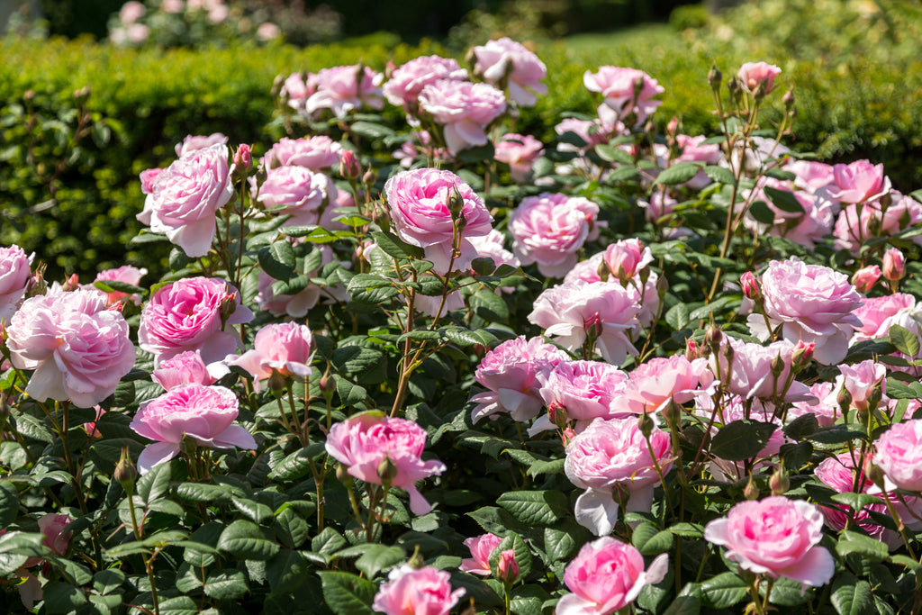 The Ancient Mariner (David Austin Rose)