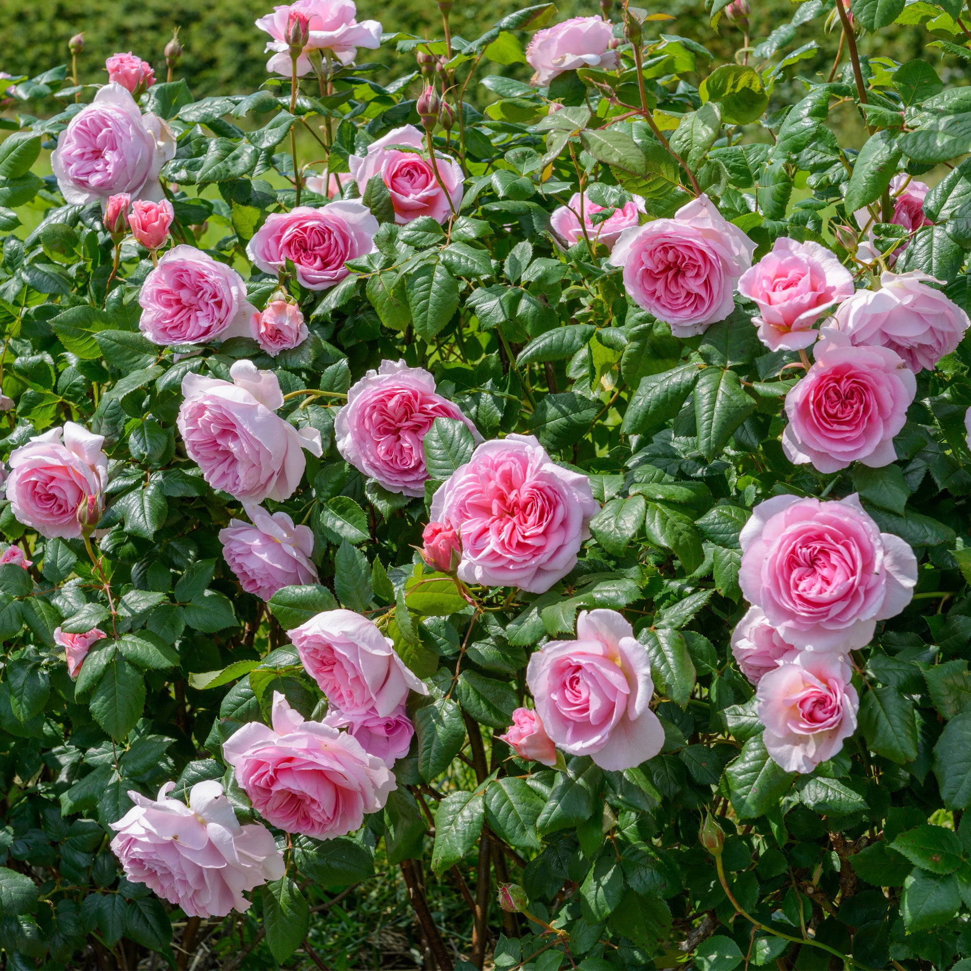 The Ancient Mariner (David Austin Rose)